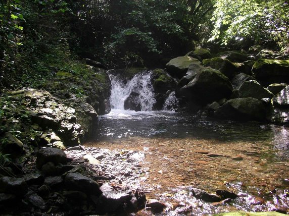 酒匂川本流 世附川 中川など渓流情報